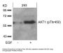 Phospho-AKT1 (Thr450) Antibody