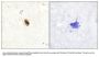 Phospho-AURKC (Thr236/202) Antibody