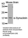 SNCA (Ab-129) Antibody
