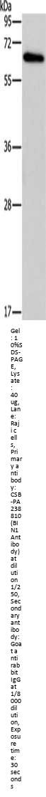 BIN1 Antibody