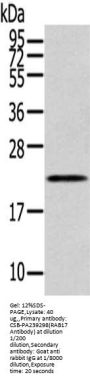 RAB17 Antibody