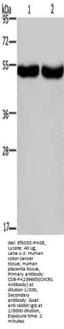 CXCR1 Antibody