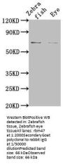 rbm47 Antibody