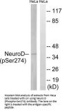Phospho-NEUROD1 (Ser274) Antibody