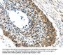 GRIN2A Antibody