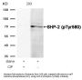 Phospho-PTPN11 (Tyr580) Antibody