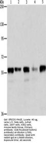 ARIH2 Antibody