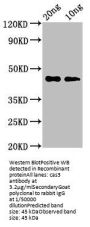 cas3 Antibody