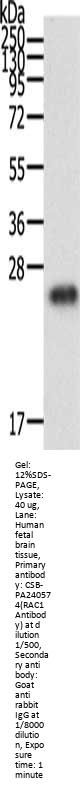 RAC1 Antibody