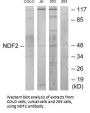 NEUROD2 Antibody