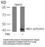 Phospho-MAP2K1 (Thr291) Antibody