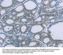 EGFL7 Antibody