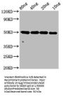 ntpcr Antibody