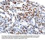 Rabbit anti-human MUTYH polyclonal antibody