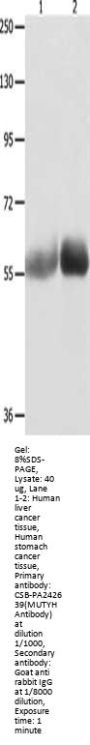 Rabbit anti-human MUTYH polyclonal antibody
