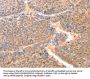 PRDX2 Antibody