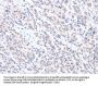 ABLIM1 Antibody