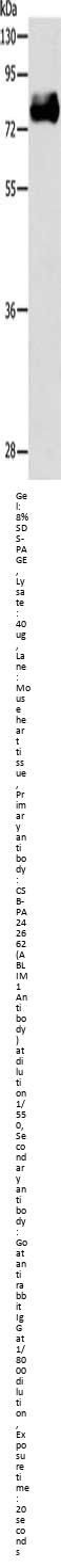 ABLIM1 Antibody