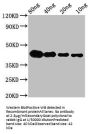 lta Antibody