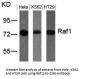 RAF1 (Ab-259) Antibody