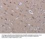 Rabbit anti-human LEPREL2 polyclonal antibody