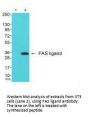 FASLG Antibody