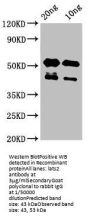 lats2 Antibody