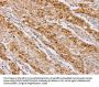 MCM5 Antibody