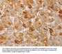 MCM5 Antibody