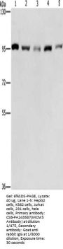MCM5 Antibody