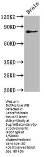 skib Antibody