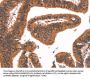 FAIM Antibody