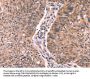 FAIM Antibody