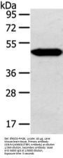 CTBP1 Antibody