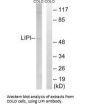 LIPI Antibody