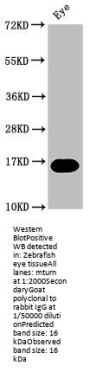 mturn Antibody