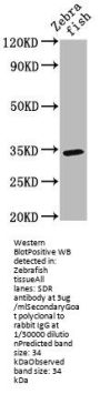 SDR Antibody