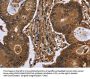 DCP1A Antibody