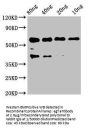 egf Antibody