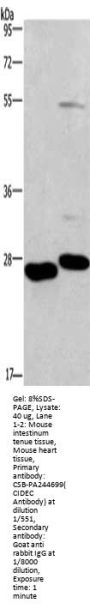 CIDEC Antibody