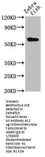 src Antibody