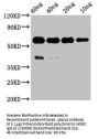 ptprsa Antibody