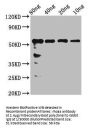 rhoaa Antibody