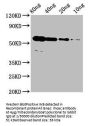 rhoac Antibody