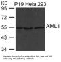 RUNX1 Antibody