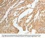 TWIST1 Antibody