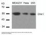 CHEK1 (Ab-317) Antibody