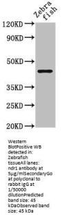 ndr1 Antibody
