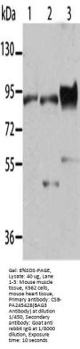 BAG3 Antibody