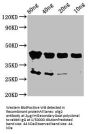olig2 Antibody
